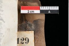 Foto (Detailansicht) von Widdringtonia ungeri Endl. (NHMW-GEO-2024-0188-0129)